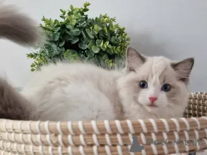 Фото №1. рэгдолл - купить в Мюнхене за договорная. Объявление №164801