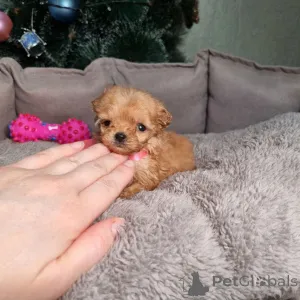 Фото №4. Продажа пуделя (той) в Хельсинки частное объявление, из приюта - цена 111320₽