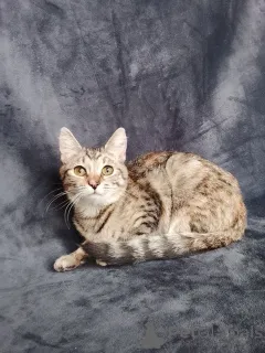 Дополнительные фото: Машенька ищет дом!