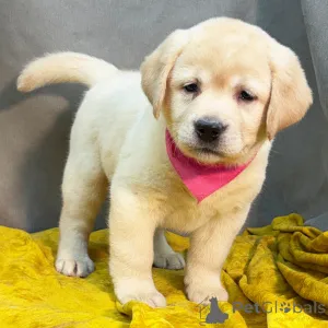 Дополнительные фото: Kahdeksan mustaa, keltaista/punaista labradorinnoutajan pentua laadukkaassa