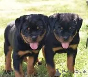 Фото №1. ротвейлер - купить в Манчестер за 92767₽. Объявление №165712