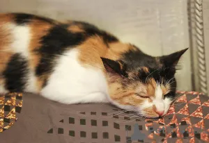 Дополнительные фото: Очаровательная трёхцветка Лора в поиске дома