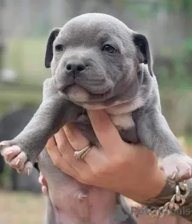 Фото №1. стаффордширский бультерьер - купить в Маленький за договорная. Объявление №165304