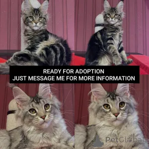 Дополнительные фото: Мейн-кун