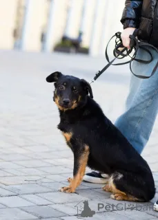 Фото №2 к объявлению №160576 о продаже  - купить в России частное объявление