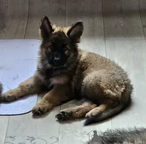 Фото №3. Старая немецкая овчарка.  Польша