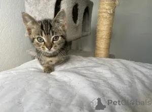 Фото №4. Продам манчкина в Мюнхене заводчик - цена договорная