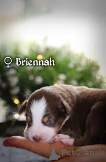 Фото №3. Щенок миниатюрной американской овчарки (МАС).  Польша