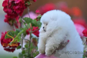 Дополнительные фото: Померанский Шпиц Бу