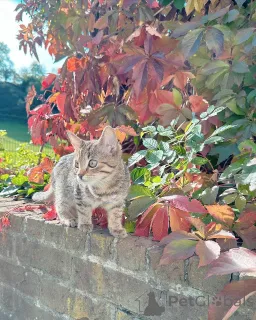 Фото №1. европейская короткошерстная - купить в Маннхейм за договорная. Объявление №158220