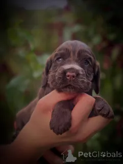 Дополнительные фото: Встречайте Bentley элегантность в движении и любовь в духе. Наш маленький