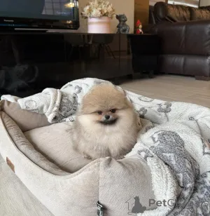 Фото №3. Amazing little Spzit pomerians puppies for sale .  Германия