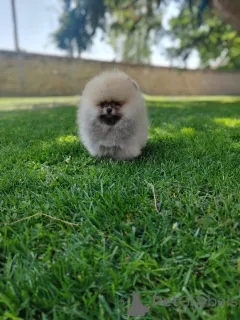 Дополнительные фото: Красивый медвежий померанский щенок