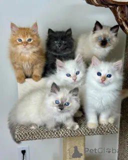 Фото №1. сибирская - купить в Аарберген за договорная. Объявление №158806