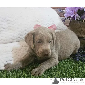 Дополнительные фото: Kahdeksan mustaa, keltaista/punaista labradorinnoutajan pentua laadukkaassa