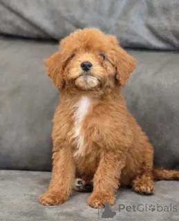 Дополнительные фото: Продается очаровательный красный щенок той-пуделя