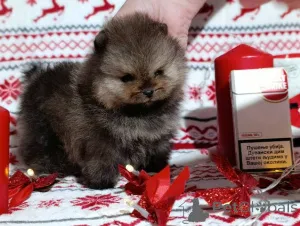 Дополнительные фото: Померанский шпиц, щенки девочки