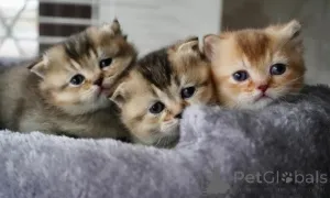 Фото №1. манчкин - купить в Мюнхене за договорная. Объявление №161176