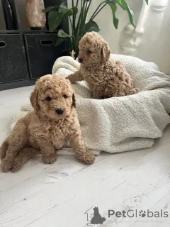 Фото №2 к объявлению №149695 о продаже золотистого ретривера - купить в Германии частное объявление