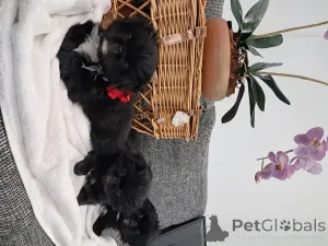 Дополнительные фото: Королевский Пекинский