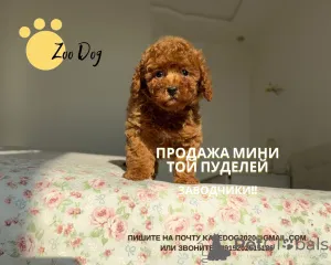 Фото №3. Катерина Бурлаченко.  Германия