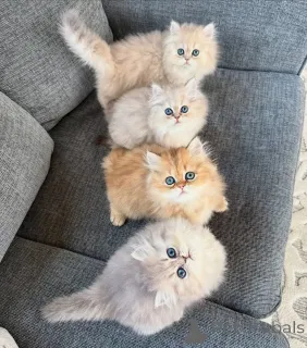 Фото №1. персидская - купить в Альпбах за договорная. Объявление №161158