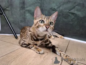 Дополнительные фото: Бенгальская самка