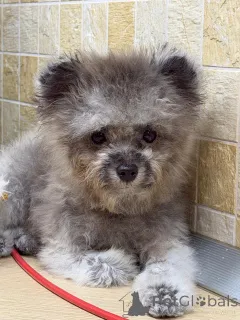 Фото №3. Тедди пудель Китай.  Россия