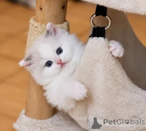 Фото №2 к объявлению №177057 о продаже рэгдолл - купить в Финляндии 