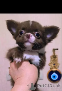 Дополнительные фото: Шоколадные девочки г/ш , девочка д/ш, и мальчики пушистые шоколадные и