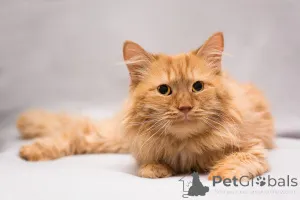 Дополнительные фото: Рыжик ищет дом!