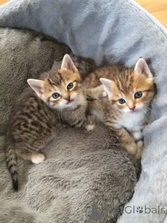 Фото №1. цейлонская - купить в Айзлинген за 27830₽. Объявление №157793