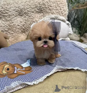 Фото №1. пудель (той) - купить в Берлине за 51022₽. Объявление №167648