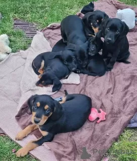 Фото №3. Sweet Mini Dachshund Mix Puppies for sale.  Германия