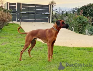 Дополнительные фото: Продаются щенки породы Родезийский Риджбек (Rhodesian Ridgeback)