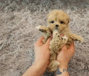 Фото №1. мальтипу - купить в Арронсман де Брусел-Капитал за договорная. Объявление №155708