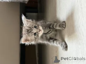 Дополнительные фото: Маленькие котята мейн-кун, мальчик и девочка, уступают дорогу