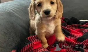 Фото №1. такса - купить в Слатина за договорная. Объявление №160039