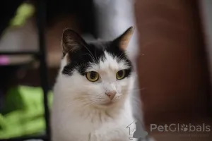 Дополнительные фото: Ласковый котик Джон ищет семью.