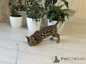 Дополнительные фото: Шикарный Бенгальский мальчик
