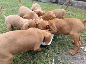 Дополнительные фото: Короткая венгерская собака, щенки