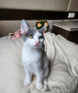 Фото №1. европейская короткошерстная - купить в Вена за договорная. Объявление №136607