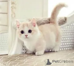 Фото №2 к объявлению №166959 о продаже манчкин - купить в Финляндии частное объявление, заводчик