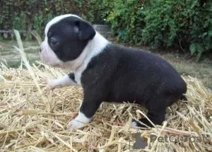 Фото №3. Boston Terrier Puppies.  Великобритания