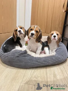 Фото №2 к объявлению №166491 о продаже бигля - купить в Германии частное объявление