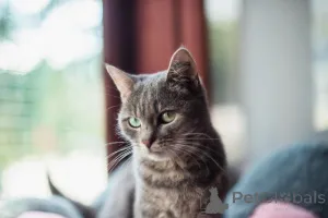 Фото №3. Нежная и ласковая Зоя ищет свою семью.. Россия