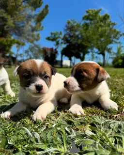 Фото №1. джек-рассел-терьер - купить в Хельсинки за договорная. Объявление №160848