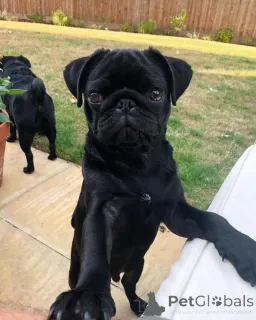 Дополнительные фото: Красивые родители, проведенные