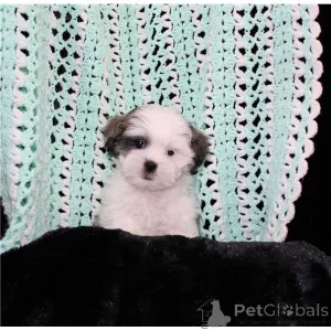 Фото №1. ши-тцу - купить в Jüchen за 39426₽. Объявление №136762