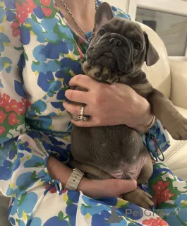 Дополнительные фото: Эксклюзив! Щенки французского бульдога.